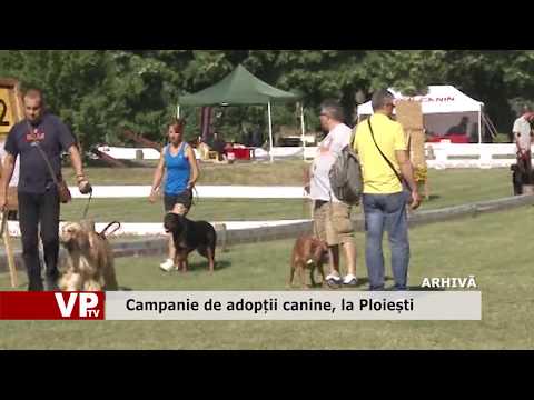 Campanie de adopții canine, la Ploiești
