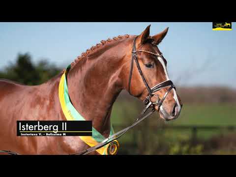 Gestüt Letter Berg: Junghengst Isterberg II. -  Prämien-Hengst vom Instertanz V. geb. 2018