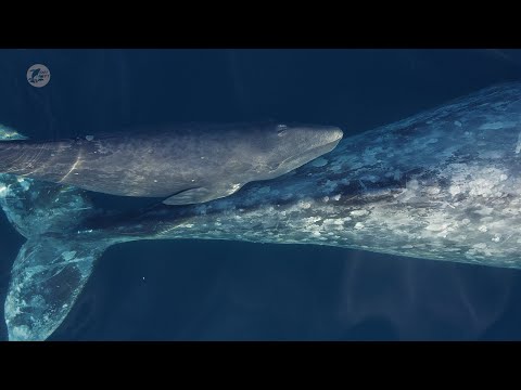 самка с новорожденным, Дана Пойнт (Dana Point), округ Ориндж (Orange), штат Калифорния (California), США, январь 2020. Беременные самки мигрируют на юг к побережью штат Нижняя Калифорния (Baja California), Мексика. Телята рождаются в мелководных теплых лагунах, потому что не имею подкожного жира, способного сохранять тепло в холодной воде высоких широт. Эта самка родила китенка по дороге на юг.