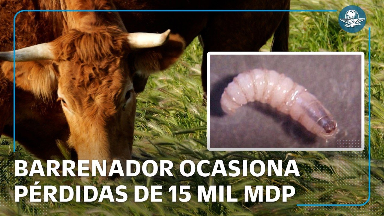 De 15 mil mdp, afectación por gusano barrenador #EnPortada