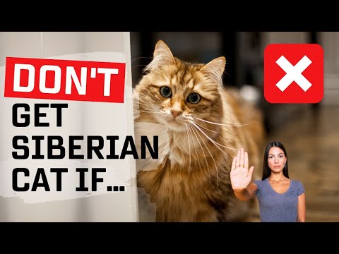 Top 5 Reasons Why You Should NOT Get A Siberian Cat