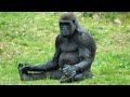Funny monkeys will make you laugh hard -  Funny Animals