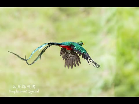 Flying Resplendent Quetzal 2