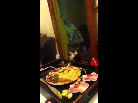 Cat likes to eat off plate