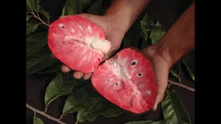 I must get this Fruit now that I tasted it