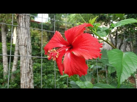 Do Meu Café - Paulo Ciranda