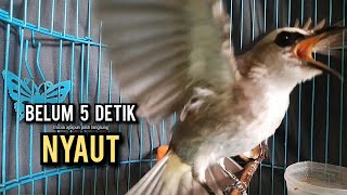 Download lagu trucukan gacor ROPEL PANJANG buat pancingan trucukan agar bunyi JADIKAN burung trucuk gacor EMOSI mp3 Download lagu trucukan gacor ROPEL PANJANG buat pancingan trucukan agar bunyi JADIKAN burung trucuk gacor EMOSI mp3