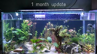 1 month update - step by step first time aquascape ( DIY CO2, 11 gallons tank ) Low-tech