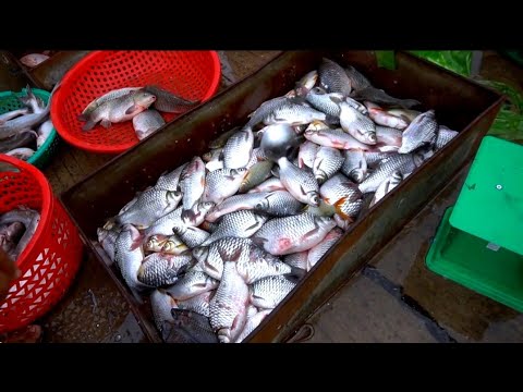 Amazing Site Distributes SeaFood & Fish / Night Fish Market / Night Fish Market Scene Show /RS Sabur