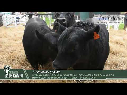 Resumen del Remate de Cabaña Los Belchas - Martes 11 de Septiembre de 2018 - Tandil