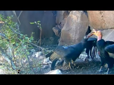 Devil's Gate Condor Cam ~ Condor Chick #871 Grabs Solid Food From Mom; Balancing On Branch 10.21.17