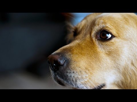 Dog compilation video 2018