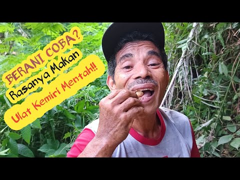 BERANI COBA? Rasanya Makan Ulat Kemiri Mentah!!