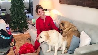 Shania Twain - 12 Days Of Shania GIVEWAY - Day #1: Jett and one Christmass tree light gone