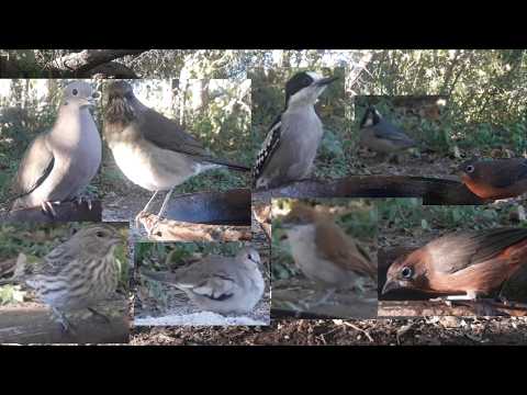 #113  Carpintero del cardon Brasita Chororo Zorzal Jilguero Torcacita Torcaza Pepitero 2305 2026