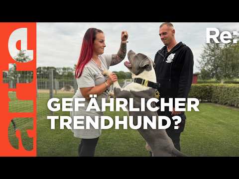 Wie gefährlich sind American XL Bullys? | ARTE Re: