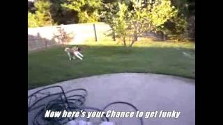 Chance You Sure Love to Ball (Dancing Akita)