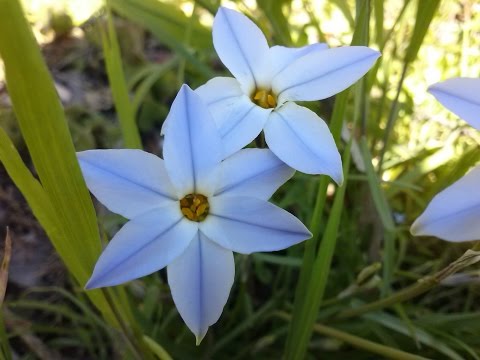 download lagu mp3 mp4 Ipheion Uniflorum, download lagu Ipheion Uniflorum gratis, unduh video klip Ipheion Uniflorum