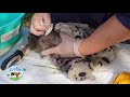 Guinea pig wound - how to treat a guinea pig sore with Lyn from Cavy Central Guinea Pig Rescue