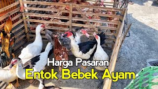Download lagu Pasaran Harga Entok Endel Rambon Jumbo, Soang Bebek Petelur Ayam Bangkok Pasar Magelang Terbaru 2025 mp3 Download lagu Pasaran Harga Entok Endel Rambon Jumbo, Soang Bebek Petelur Ayam Bangkok Pasar Magelang Terbaru 2025 mp3