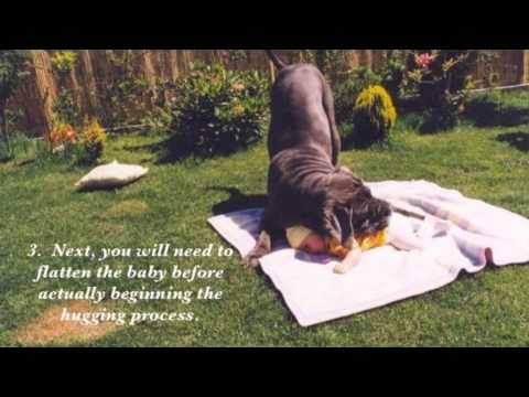 How A Dog Hugs A Baby