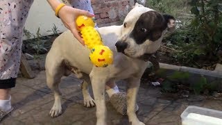 ДЕНЬ РОЖДЕНИЕ МОЕЙ СОБАКИ. ЛЁВЕ ИСПОЛНИЛОСЬ 3 ГОДА
