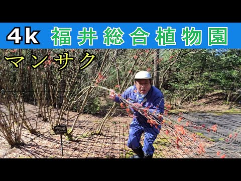 中国マンサク 植物