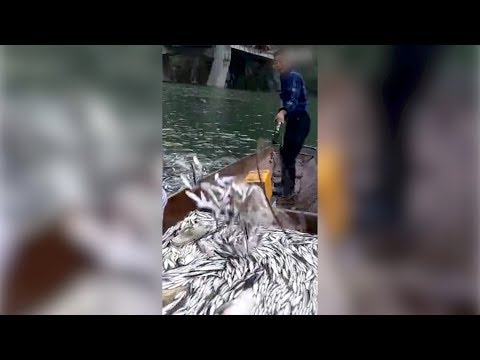 Arab Today- Horrifying footage: Crazy electrofishing