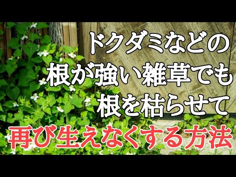 バラの茂みをマルチングする方法