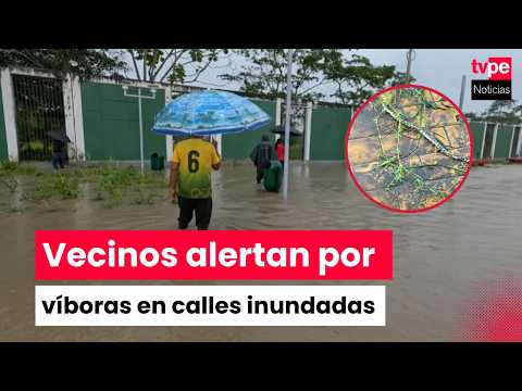 San Martín: vecinos reportan presencia de víboras tras inundaciones provocadas por lluvias