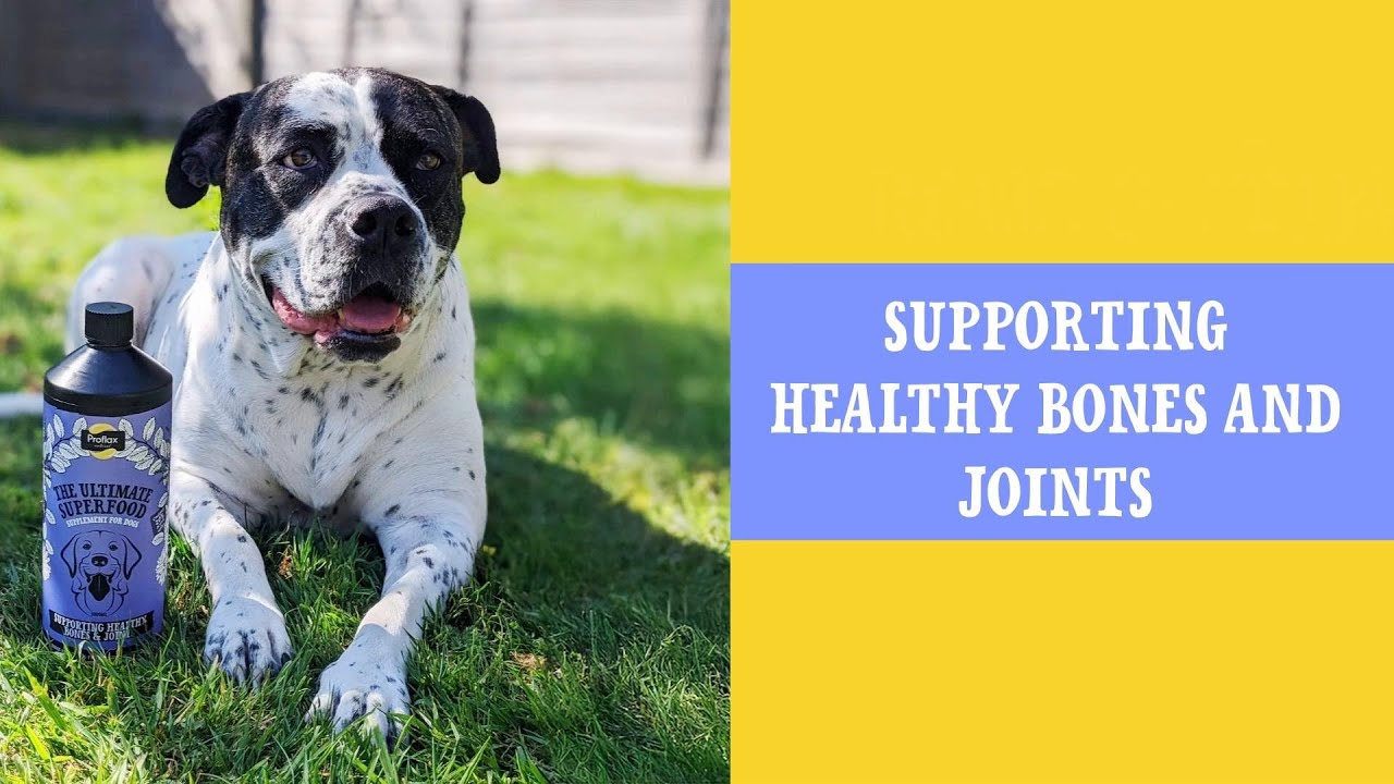 Bone and Joint - Proflax Flaxseed Oil & Herbal Tincture Blends for Dogs