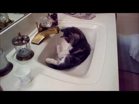 Maine Coon kitten obsessed with water