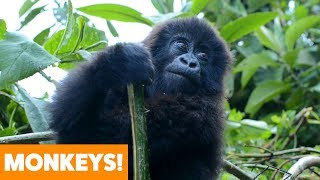 Best of Monkeys  Funny Pet Videos