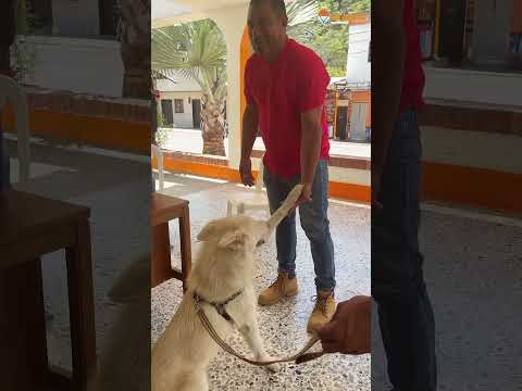 ¡Así vivimos la jornada de vacunación contra la rabia!🐶🐱 #mascotas #uramita #antioquia #colombia