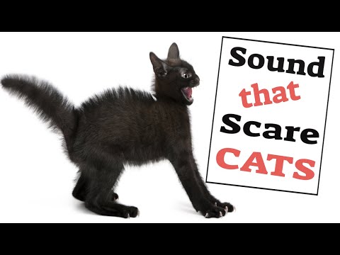 Sounds That Scare Cats