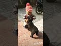 Jodi Teri Meri Baba Ne Bna Diii Punjabi Song Status Video