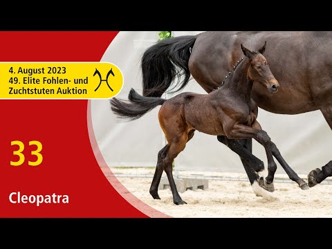 49th Verden Elite Foal-OnLive-Auction- Aug. 4th, No. 33 Cleopatra by Clintrexo Z - Cornet Obolensky