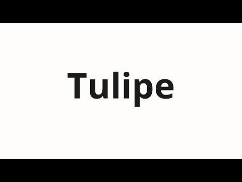 How to pronounce Tulipe