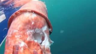 鯊魚弟「撿屍」巨型魷魚