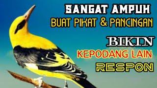 Download lagu Suara Kepodang Hutan Gacor Sangat Ampuh Buat Pikat mp3