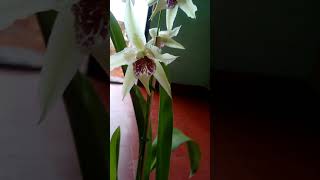 Bealara tahoma glacier