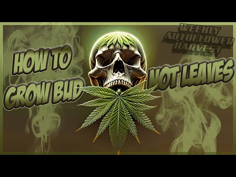 Auto Flower Weekly Harvest | This is How I Grow Bud Indoors - 420 fast Buds AutoFlowers.