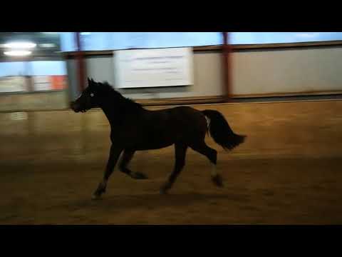 Hengst *2016 von Cascadello I x Caretino x Loutano