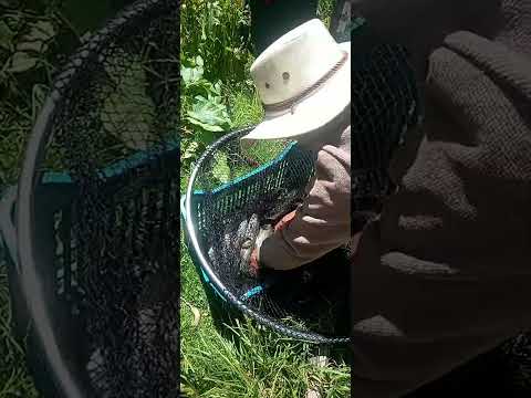 #llata , huamalies Huánuco. porvenir
