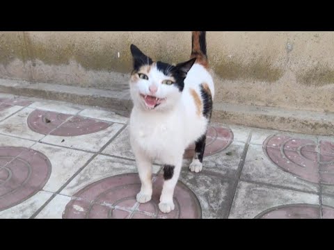 Pregnant Calico Cat Meows In A Sweet Voice For Love And Food.