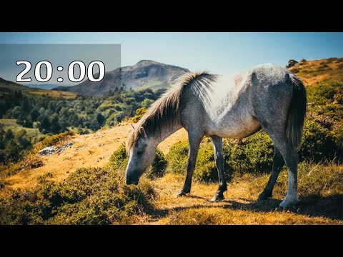 20 Minute Timer for School and Homework - whinny Horse Alarm Sound