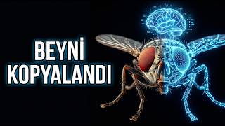 Dijital Zihnin Doğuşu: Bir Sineğin Beyni Kopyalandı | Uykuda Bilim