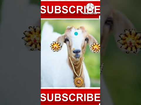 Pose Kottalo Phone Number Kottalo#Malu Nipanal#Janapada Song#Goat#Shorts#Viral#Treanding#PVL  Telugu