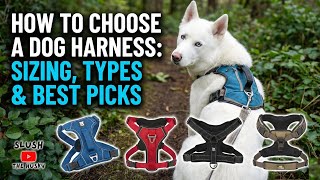 How to Choose a Dog Harness: Sizing, Types & Best Picks