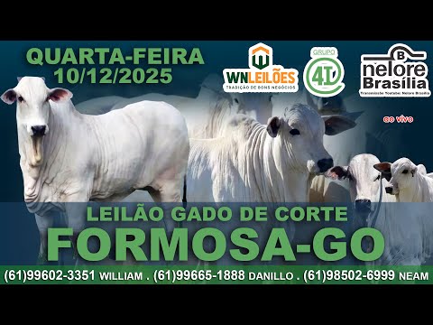 Leilão Gado de Corte, Formosa-GO, Quarta-Feira, 10/12, (61)99602-3351 (61)99665-1888 (61)98502-6999